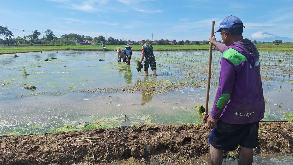 Babinsa Koramil Terisi Dampingi Petani Tanam Padi: Bukan Sekadar Seragam Loreng