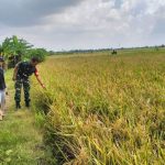 Babinsa Sliyeg Dampingi Petani Indramayu untuk Ketahanan Pangan Nasional