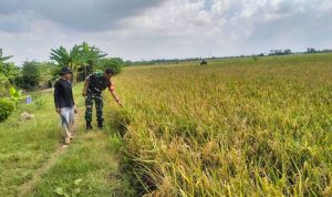 Babinsa Sliyeg Dampingi Petani Indramayu untuk Ketahanan Pangan Nasional