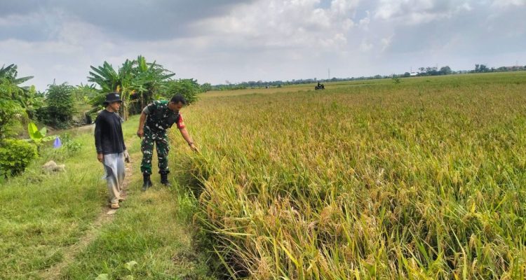 Babinsa Sliyeg Dampingi Petani Indramayu untuk Ketahanan Pangan Nasional