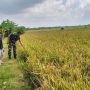 Babinsa Sliyeg Dampingi Petani Indramayu untuk Ketahanan Pangan Nasional
