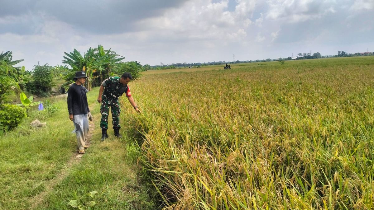 Babinsa Sliyeg Dampingi Petani Indramayu untuk Ketahanan Pangan Nasional