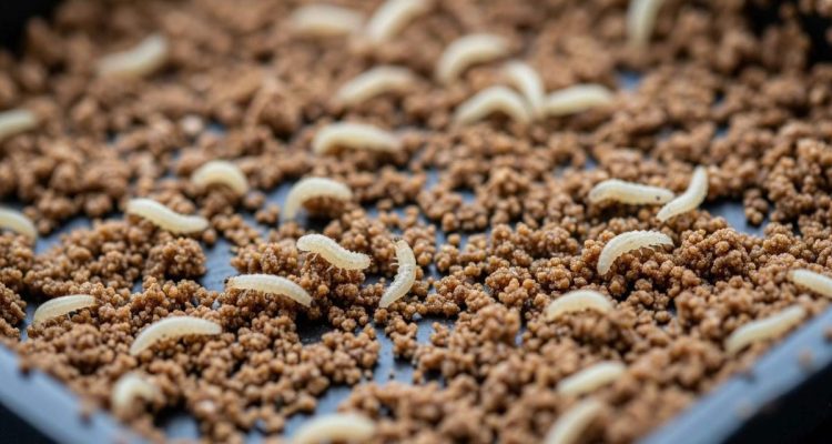 Beternak Hewan Kecil di Pekarangan Rumah: Pilihan Cerdas untuk Hobi dan Bisnis di Perkotaan