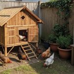 Budidaya 5 Ekor Ayam Kampung di Lahan Terbatas, Kiat Pertumbuhan Cepat