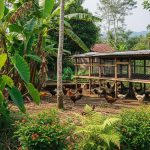 Budidaya Ayam Kampung dan Cabai: Integrasi untuk Pertanian Efisien