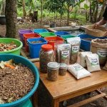 Budidaya Maggot Dapur sebagai Peluang Bisnis Bernilai Tinggi