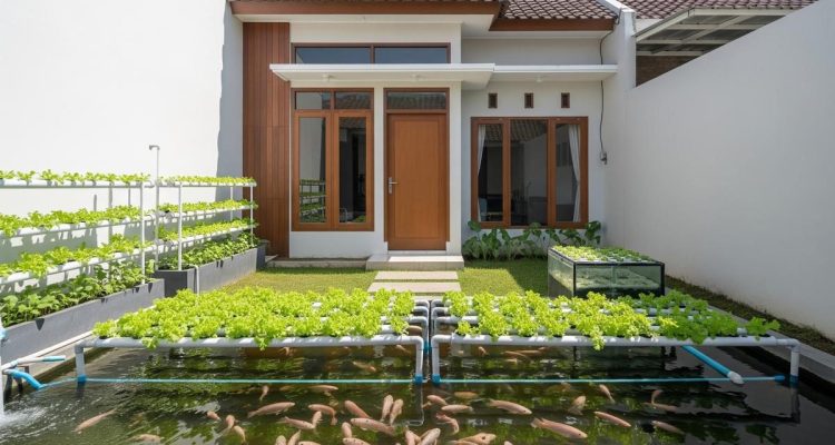 Budidaya Nila dan Selada Sistem Aquaponik untuk Pemula di Rumah