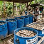 Budidaya Ternak dalam Drum Bekas dengan Modal Terbatas