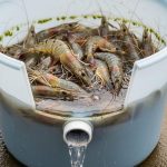 Budidaya Udang dalam Ember untuk Lahan Sempit: 7 Langkah Praktis