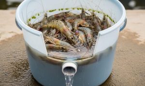 Budidaya Udang dalam Ember untuk Lahan Sempit: 7 Langkah Praktis