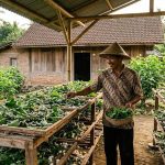 Budidaya Ulat Sutra Tanpa Kandang yang Mudah untuk Pemula