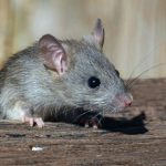 Cara Membersihkan Kotoran Tikus untuk Mencegah Hantavirus