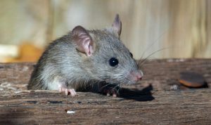 Cara Membersihkan Kotoran Tikus untuk Mencegah Hantavirus