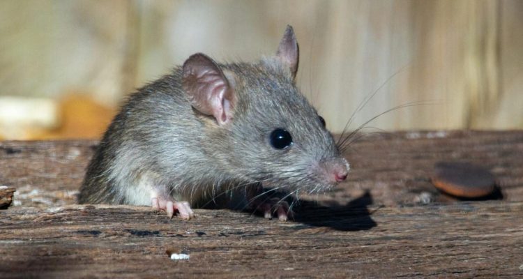 Cara Membersihkan Kotoran Tikus untuk Mencegah Hantavirus