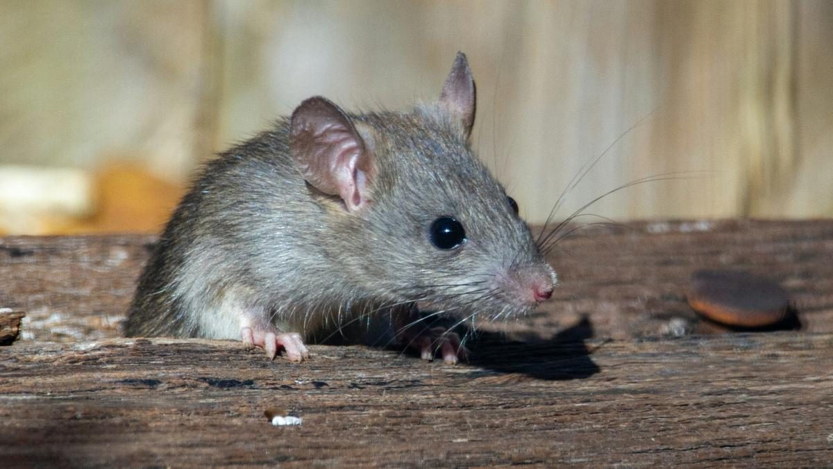 Cara Membersihkan Kotoran Tikus untuk Mencegah Hantavirus