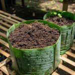Cara Membuat Polybag dari Daun Pisang, Hemat dan Ramah Lingkungan