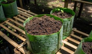 Cara Membuat Polybag dari Daun Pisang, Hemat dan Ramah Lingkungan