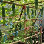 Cara Membuat Rambatan Pare dari Bambu dan Rafia untuk Panen Optimal