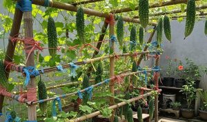 cara-membuat-rambatan-pare-dari-bambu-dan-rafia-untuk-panen-optimal-55741 Cara Membuat Rambatan Pare dari Bambu dan Rafia untuk Panen Optimal