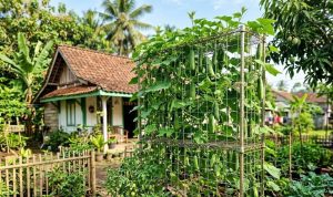 Cara Menanam Timun Gantung di Rak Bekas yang Efisien Lahan