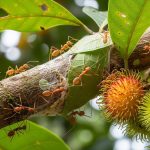 Cara Mengusir Semut Rangrang dari Pohon Buah agar Tanaman Tumbuh Subur