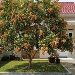 Cara Menjaga Akar Kelengkeng Agar Tidak Merusak Paving Halaman