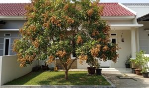 Cara Menjaga Akar Kelengkeng Agar Tidak Merusak Paving Halaman