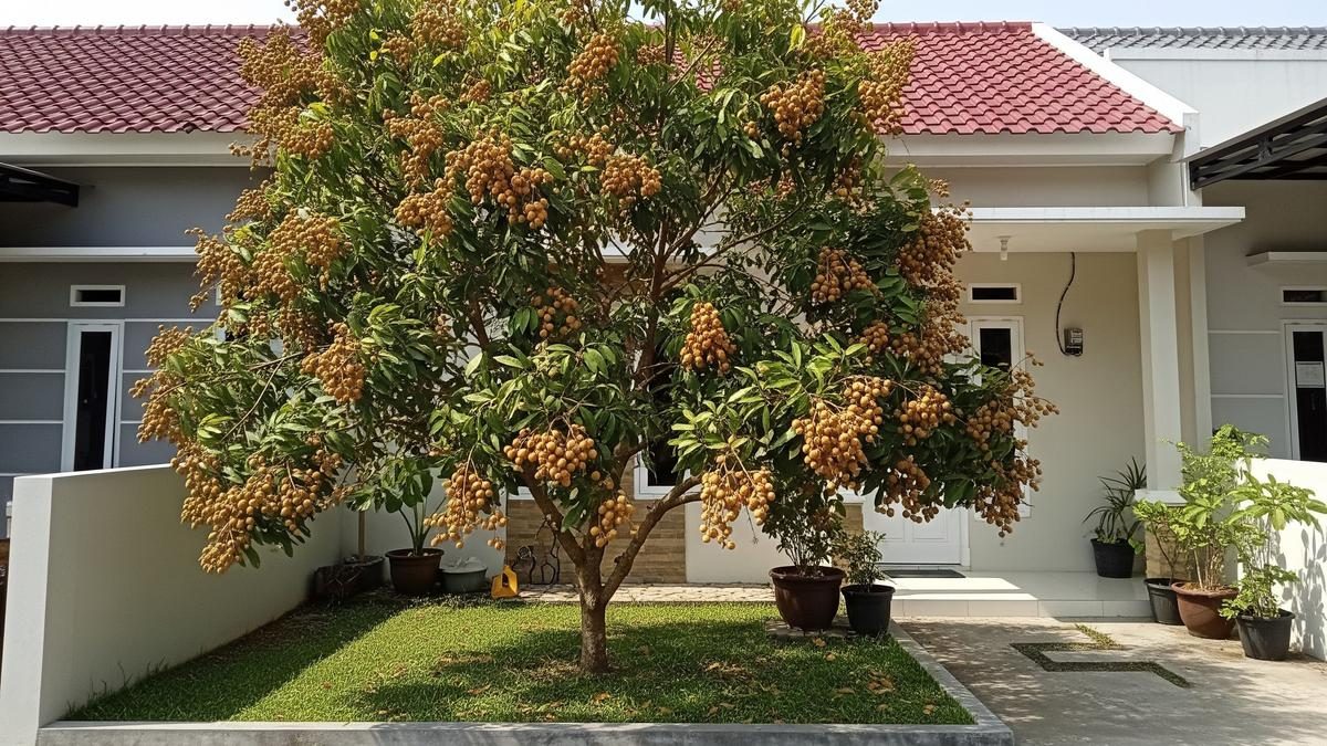 Cara Menjaga Akar Kelengkeng Agar Tidak Merusak Paving Halaman