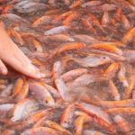 Cara Merawat Air Budidaya Ikan agar Tidak Mudah Mati Menurut Peternak, dari Ikan Konsumsi hingga Ikan Hias