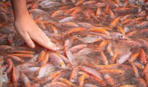 Cara Merawat Air Budidaya Ikan agar Tidak Mudah Mati Menurut Peternak, dari Ikan Konsumsi hingga Ikan Hias