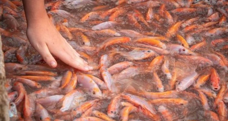 Cara Merawat Air Budidaya Ikan agar Tidak Mudah Mati Menurut Peternak, dari Ikan Konsumsi hingga Ikan Hias