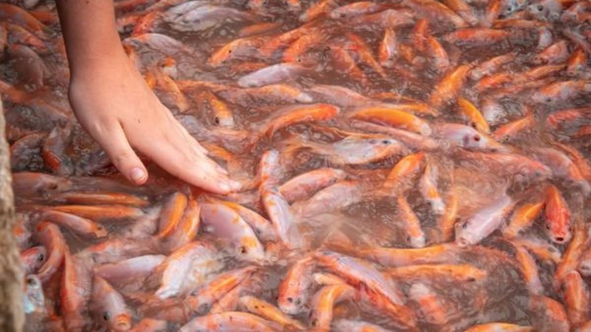 Cara Merawat Air Budidaya Ikan agar Tidak Mudah Mati Menurut Peternak, dari Ikan Konsumsi hingga Ikan Hias