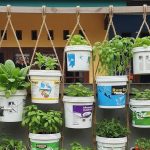 Cara Mudah Membuat Kebun Vertikal Hemat Lahan dengan Ember Bekas