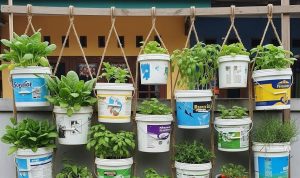 Cara Mudah Membuat Kebun Vertikal Hemat Lahan dengan Ember Bekas