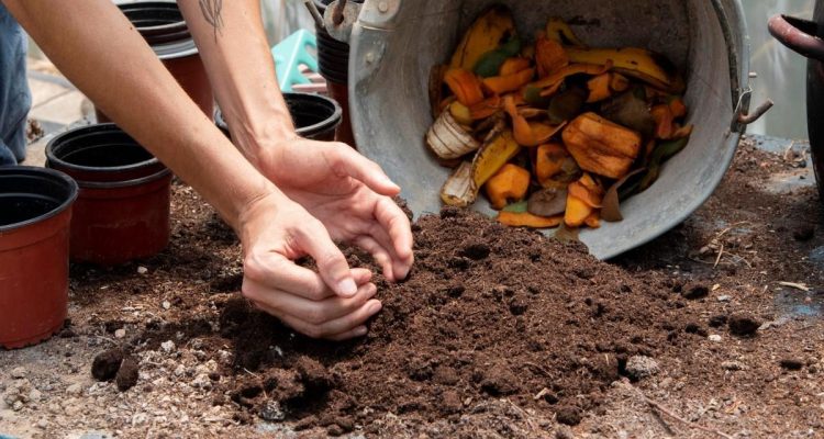Cara Mudah Mengompos Sampah Sayur di Rumah Secara Ramah Lingkungan