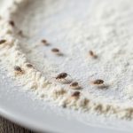 Cara Mudah Mengusir Kutu dari Tepung Roti di Rumah