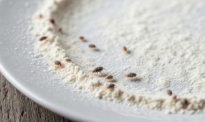 Cara Mudah Mengusir Kutu dari Tepung Roti di Rumah