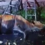 Damkar Indramayu Evakuasi Sapi Terjebur Sungai Lobener, Warga Apresiasi
