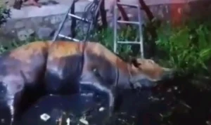 Damkar Indramayu Evakuasi Sapi Terjebur Sungai Lobener, Warga Apresiasi