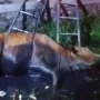 Damkar Indramayu Evakuasi Sapi Terjebur Sungai Lobener, Warga Apresiasi