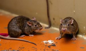 Dinkes DKI Imbau Warga Jakarta Waspada Hantavirus dari Kotoran Tikus