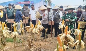 Dukungan Perhutani untuk Panen Jagung di Indramayu