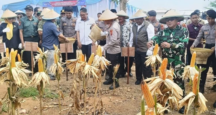 Dukungan Perhutani untuk Panen Jagung di Indramayu