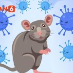 Fakta di Balik Hoaks Seputar Hantavirus