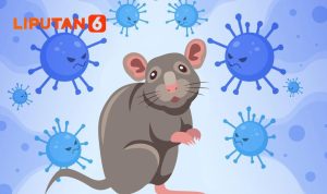 Fakta di Balik Hoaks Seputar Hantavirus