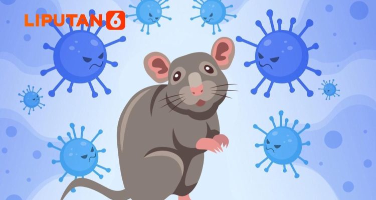 Fakta di Balik Hoaks Seputar Hantavirus