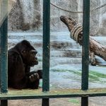 FOKUS: Kehidupan Terkurung Gorila Bua Noi Selama 40 Tahun di Mal Bangkok