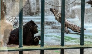 FOKUS: Kehidupan Terkurung Gorila Bua Noi Selama 40 Tahun di Mal Bangkok