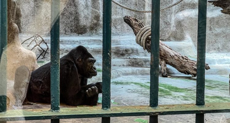 FOKUS: Kehidupan Terkurung Gorila Bua Noi Selama 40 Tahun di Mal Bangkok