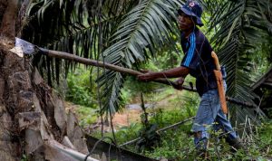 harga-referensi-cpo-juni-2026-diprediksi-melemah-akibat-lesunya-permintaan-india-54814 Harga Referensi CPO Juni 2026 Diprediksi Melemah Akibat Lesunya Permintaan India